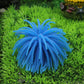 Blue spiky sea urchin ball coral decoration for aquarium tanks, size S.