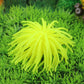 Lime yellow spiky sea urchin ball coral decoration for aquarium tanks, size S.