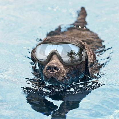 Dog wearing black UV protective goggles with clear lens and flexible strap.