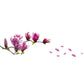 Magnolia blossom wall decal with pink flowers on branches and scattered petals
