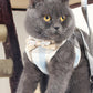 Pet traction rope chest harness vest, light blue gingham and plaid bow with leash rope