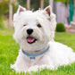 White small dog wearing a blue rhinestone collar with a hanging crystal bone charm