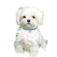 Blue rhinestone elastic pet collar with heart charm, worn by a small white dog