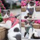 Cat wearing blue patterned traction chest harness with rope leash attached