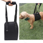 Black assistive dog walking belt supporting a small dog during walks