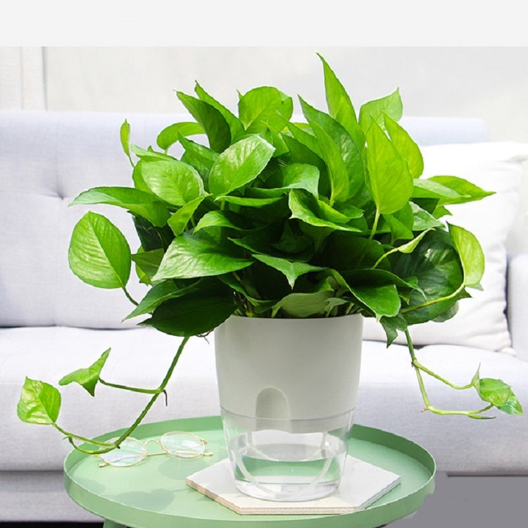 Transparent double-layer flowerpot planter holding a green leafy plant