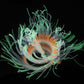 Fluorescent simulated coral anemone with light blue tentacles and orange ring center