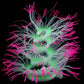 Fluorescent simulated coral anemone with blue tentacles, neon pink tips, and green center