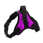 Adjustable dog chest strap harness, purple with black straps, D-ring and adjustment webbing