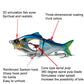 Blue multi-section fishing lure with 3D fish eyes and metal treble hooks