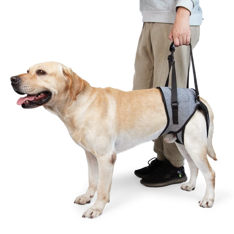 Dog wearing gray-and-black hind-leg lifting harness for mobility support