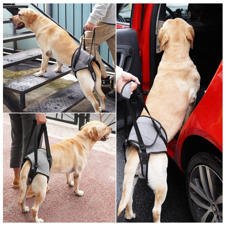 Dog with gray hind-leg lifting harness during travel and stair or vehicle access