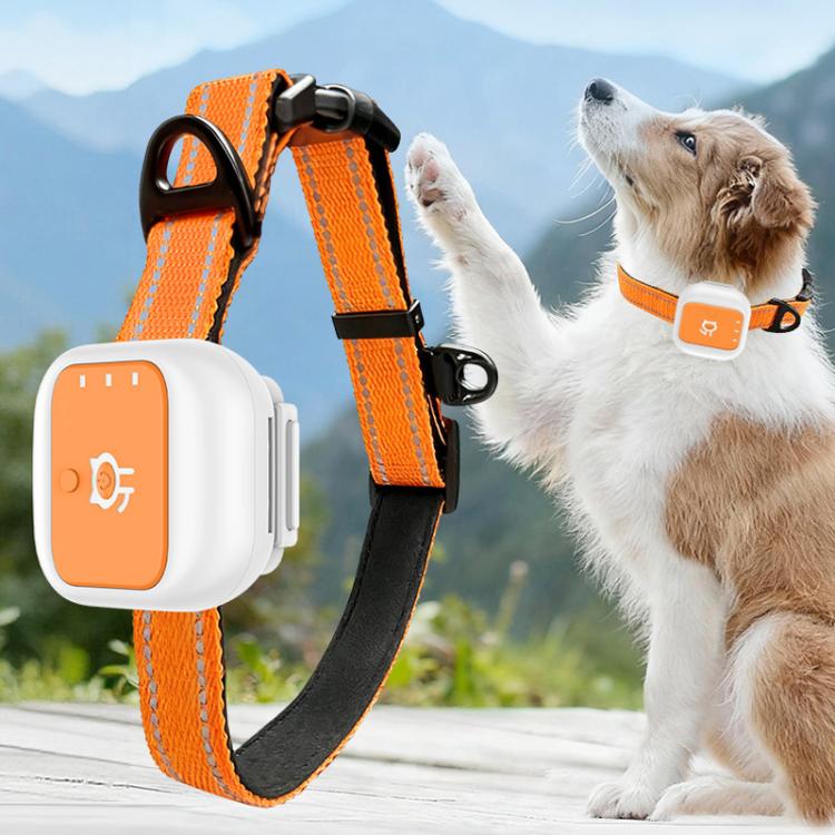 Orange and white GPS pet collar receiver with orange webbing strap on white dog