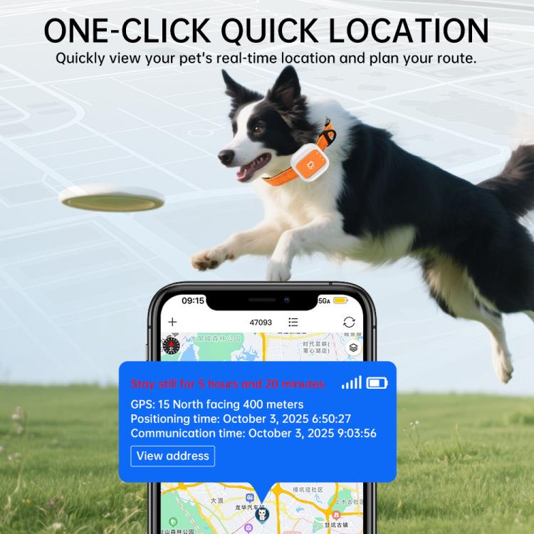 GPS pet locator collar on a black-and-white dog with quick location map on phone