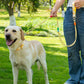 Yellow pet collar with double leash and metal clasp, worn by a retriever