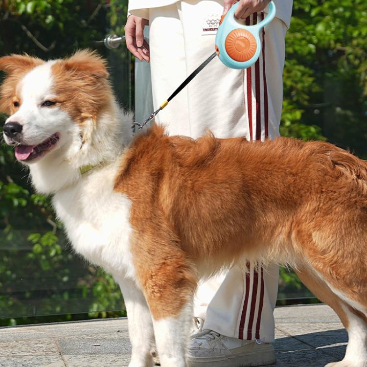Retractable dog leash in use on a brown-and-white dog outdoors, black strap extended