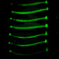 Fluorescent glow jig lures, green luminous streaks on dark background