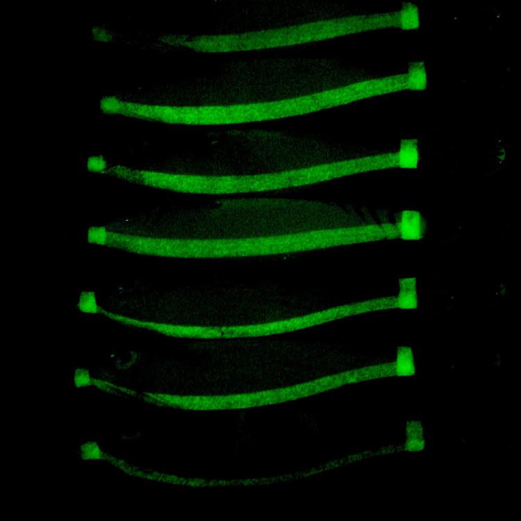 Fluorescent glow jig lures, green luminous streaks on dark background