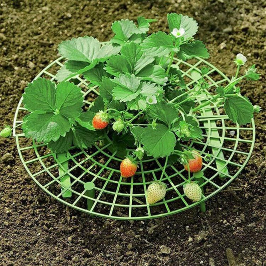 Strawberry Supports Keep Fruit Elevated to Avoid Ground Rot Strawberry Growing Cradles