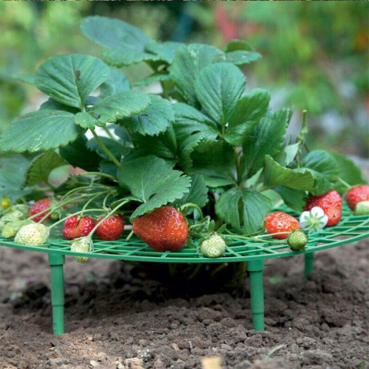 Strawberry Supports Keep Fruit Elevated to Avoid Ground Rot Strawberry Growing Cradles