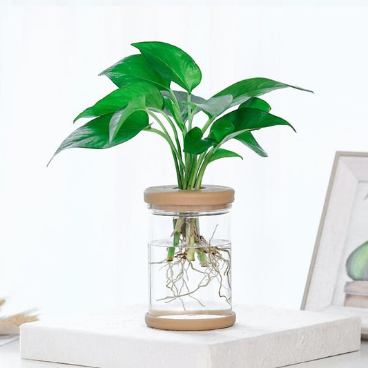 PET Plastic Hydroponic Planter Clear Self-Watering Plant Pot with Soft Silicone Plug & Non-Slip Base, Shatterproof Desktop Vase and Mini Fish Bowl for Pothos, Ivy, Herbs