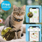 Blue reflective GPS pet tracker collar with bell on a tabby cat